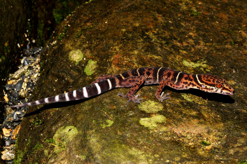 goniurosaurus orientalis toyamai yamashinae kuroiwae splendens